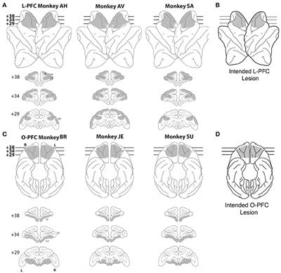 Contributions of Lateral and Orbital Frontal Regions to Abstract Rule Acquisition and Reversal in Monkeys